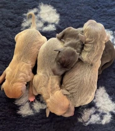 Italian Greyhound dogs for stud: Proven Italian Greyhound KC Registered Stud in York - Video 1