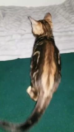 Bengal cats for sale: Top quality pure Marble Bengal kitten available  in Watford - Video 2