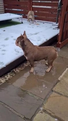French Bulldog dogs for stud: 🐾⭐️New Shade Rojo tan RFG 0, 6 panel clear⭐️🐾 in Birmingham - Video 2