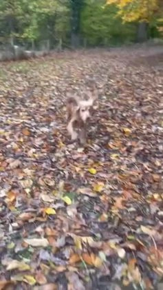 Cocker Spaniel dogs for stud: PROVEN STUD 100% show cocker, KC REG, Clear health - Video 1