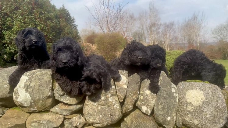 Labradoodle dogs for sale: 🐶 6 Beautiful black hypoallergenic puppies 🐶  in Newton Stewart - Image 1