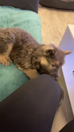 German Shepherd dogs for stud: Proven KC Registered German Shepherd  in Glasgow - Video 2