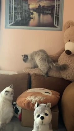 Ragdoll cats for stud: GCCF registered Proven Blue Point stud in London - Video 1