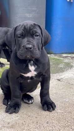 Cane Corso dogs for sale: Champion cane Corso pups ready 1 female 3 male in Londonderry - Video 2