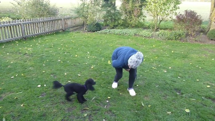 Miniature Poodle dogs for stud: KC reg fully health tested for stud BVA eye exam in Market Rasen - Video 2