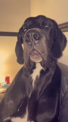 Great Dane dogs for sale: Great Dane puppy for sale 10 months  in Wadhurst - Video 1