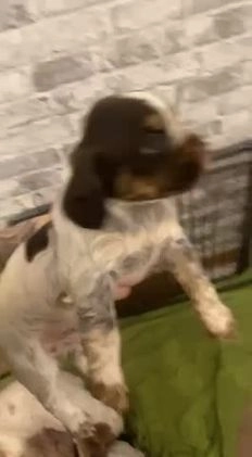 Cocker Spaniel dogs for stud: 🔥🔥WORKING ROAN COCKER STUD🔥🔥 in Gateshead - Video 1