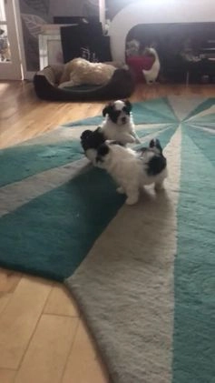 Lhasa Apso dogs for stud: Proven KC Registered Lhasa Apso Stud Toby in York - Video 1