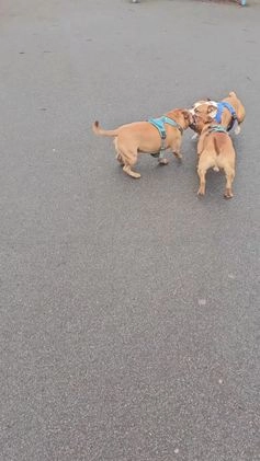 Staffordshire Bull Terrier dogs for stud: 🇬🇧 THE RED DREAMTEAM. 🇬🇧  in Rochdale - Video 4