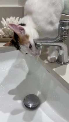 Arabian Mau cats for adoption: Molly - Video 2