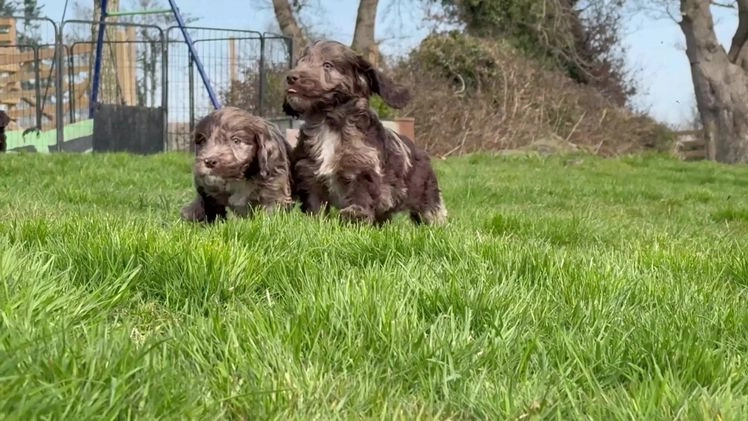 Sproodle dogs for sale: Chocolate & Chocolate Merle Sproodles in Oswestry - Image 1