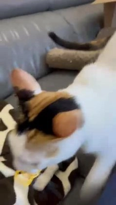 Arabian Mau cats for adoption: Molly - Video 1