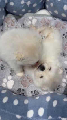 Pomeranian dogs for sale: Teddy Bear Pomeranian Puppies Born Christmas Day! in Ascot - Image 1