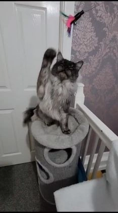 Maine Coon cats for stud: Amazing Russian Import For STUD in Sheffield - Video 1