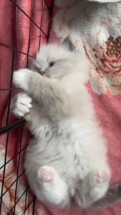 Ragdoll cats for stud: BIG beautiful GCCF & TICA Active Ragdoll Stud! in London - Video 2