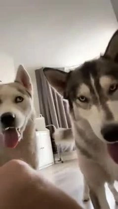 Siberian Husky dogs for stud: PROVEN KC Registered Siberian Husky Stud ONLY in Solihull - Video 3