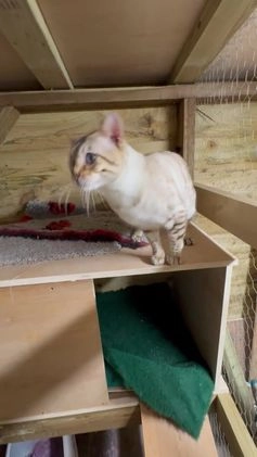 Bengal cats for stud: TICA Seal Lynx Snow Blue Eyed Bengal Stud in Thetford - Video 1