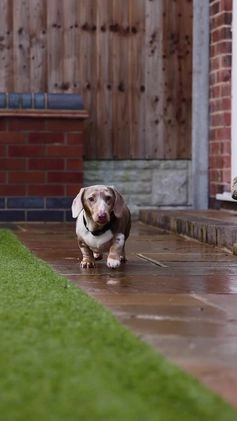 Miniature Dachshund dogs for stud: Miniature Dachshund Stud KC registered.  in Derby - Video 1