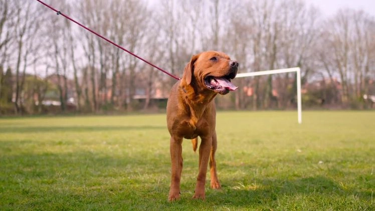 Labrador Retriever dogs for stud: Dark Fox Red Labrador For Stud in Leeds - Image 1