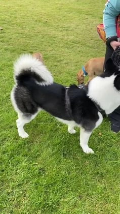 Siberian Husky dogs for stud: Stunning Blue eye Sibrian Husky for Stud  in Liverpool - Video 1