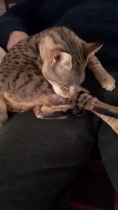 Savannah cats for sale: Pedigree Early generation TICA Reg Savannah Lady in Darlington - Video 2
