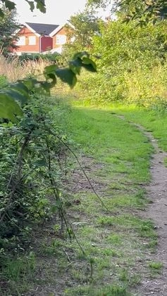 German Shepherd dogs for stud: Gorgeous German Shepherd For Stud in Kidderminster - Video 2