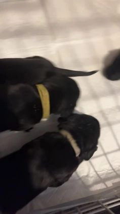 Labrador Retriever dogs for stud: KC registered Labrador in Bishop Auckland - Video 2