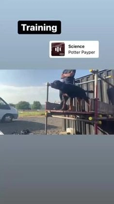 Rottweiler dogs for stud: Working Line German Rottweiler FaloconestFor Stud in Oldham - Video 2