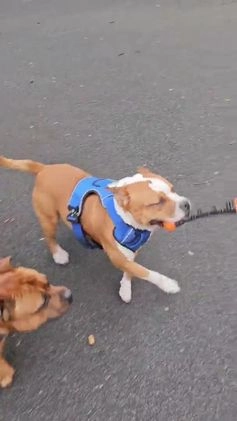 Staffordshire Bull Terrier dogs for stud: 🥨 RED KC PERFECTION X 2 🥨🏆 in Rochdale - Image 2