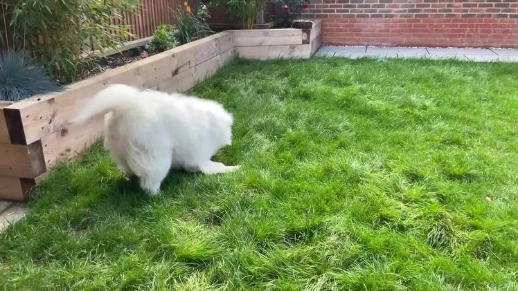Samoyed dogs for stud: Purebred KC Registered SAMOYED Stud for Breeding  in Reading - Video 1