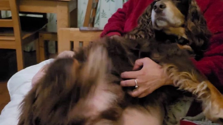 Cocker Spaniel dogs for stud: PROVEN KC REGISTERED Cocker Spaniel for Stud in Tadworth - Video 1