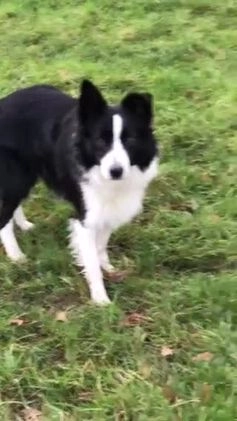 Border Collie dogs for stud: ISDS/KC Registered Border Collie for Stud in York - Video 3