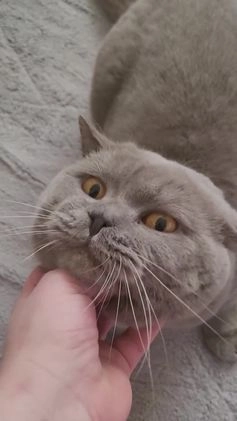 British Shorthair cats for stud: Lilac BSH stud in Manchester - Video 1