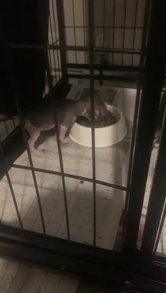 Chinese Crested dogs for stud: True hairless boy ready for stud in Sheffield - Video 1