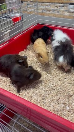 Guinea Pig rodents for sale: Female Guinea Pigs in a wide range of colours in Coalville - Image 1