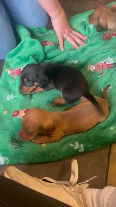 Miniature Dachshund dogs for stud: PROVEN-KC STUD minature smooth haired dachshund in Catterick Garrison - Video 1