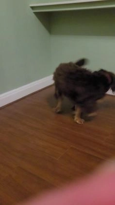 Cocker Spaniel dogs for stud: PROVEN KC REGISTERED Cocker Spaniel for Stud in Tadworth - Video 3