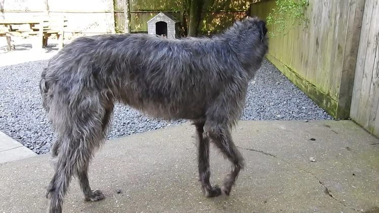Deerhound dogs for stud: Scottish Deerhound Stud in Wisbech - Video 2