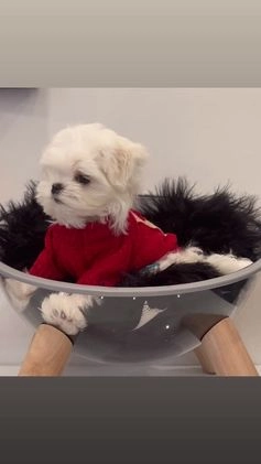 Maltese dogs for sale: 🌸🩷Beautiful tiny Korean Maltese 🌸🩷 in Clydebank - Image 2