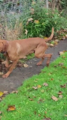 Hungarian Vizsla dogs for stud: PROVEN!!!championship blood line!!!! ❤️ in Llantwit Major - Image 1