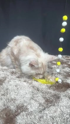 Maine Coon cats for stud: Huge Red Maine Coon-Russian Import-Proven Stud!! in Halifax - Video 2