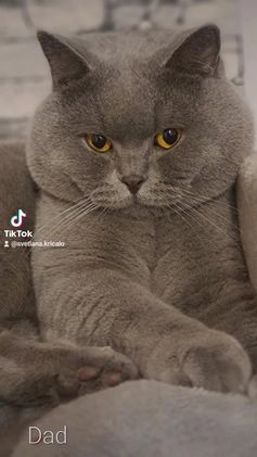 British Shorthair cats for stud: FOR MATING ONLY. Registered GCCF Quality Boy . in Mexborough - Video 1