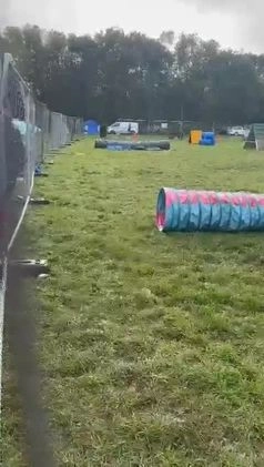German Shepherd dogs for stud: Stuning Gsd Male for Stud in Wokingham - Video 1