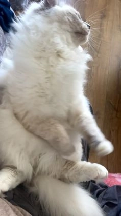 Ragdoll cats for stud: BIG beautiful GCCF & TICA Active Ragdoll Stud! in London - Video 1