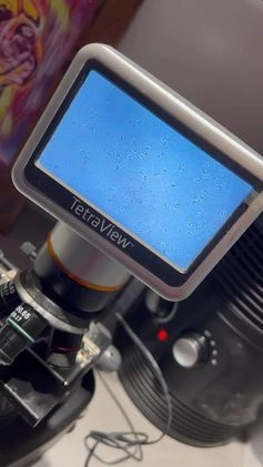 French Bulldog dogs for stud: Proven Kc registered fawn isabella ready for stud in Bradford - Video 2