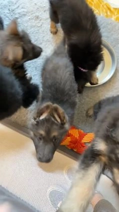 German Shepherd dogs for stud: Proven KC Registered German Shepherd  in Glasgow - Video 3