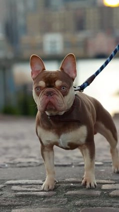 French Bulldog dogs for stud: King Hades 👑: Top French Bulldog Stud 🐾  in Sittingbourne - Image 4