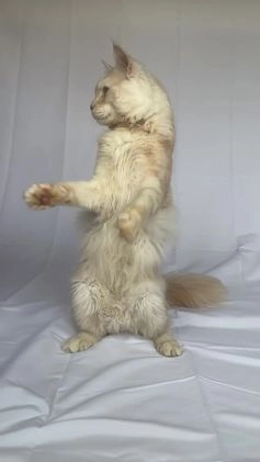 Maine Coon cats for stud: Huge Red Maine Coon-Russian Import-Proven Stud!! in Halifax - Video 1