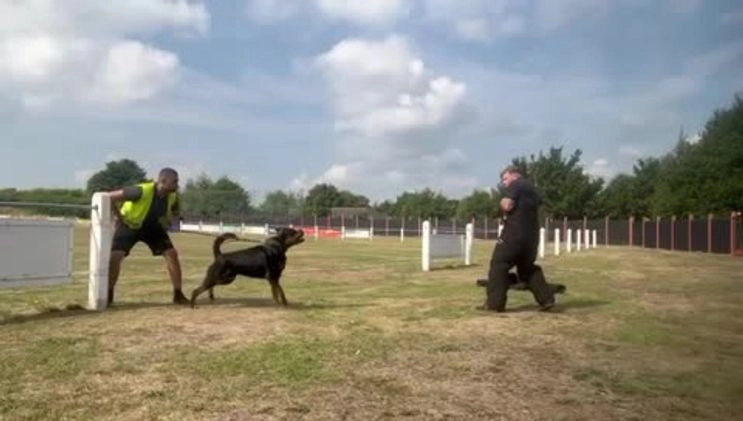 Rottweiler dogs for stud: Working Line German Rottweiler FaloconestFor Stud in Oldham - Video 1