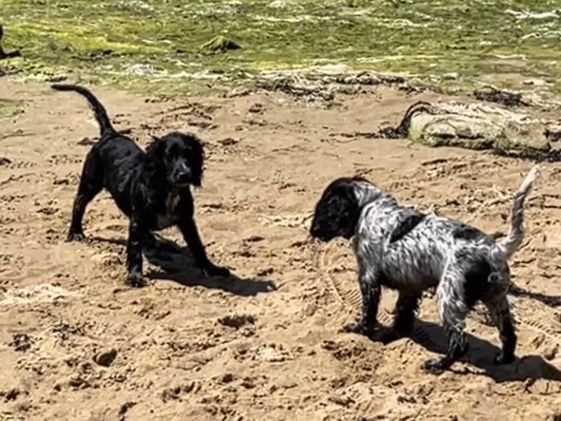 Cocker Spaniel dogs for sale: £500 Black Cockerspaniel girl for rehoming in Wareham - Image 2